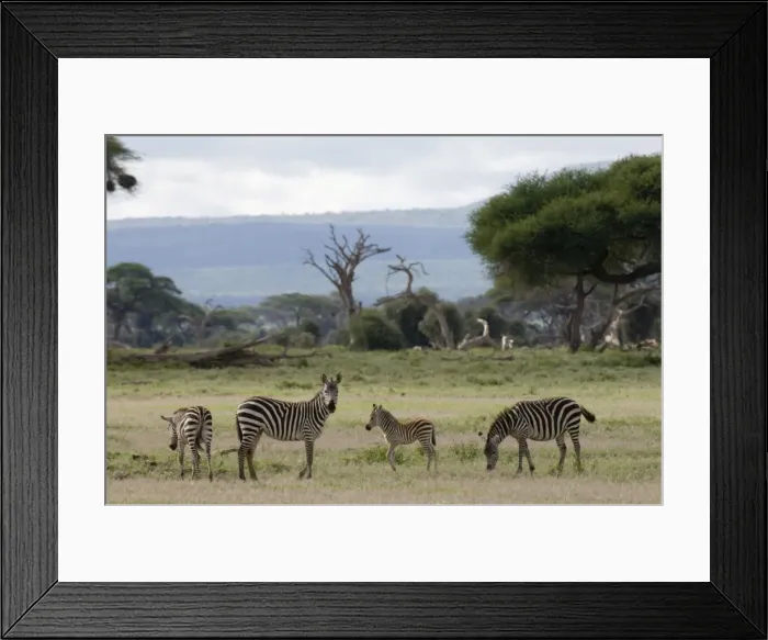 Framed Print : Zebras, Amboseli National Park, Kenya, East Africa, Africa Framed Print : Zebras, Amboseli National Park, Kenya, East Africa, Africa