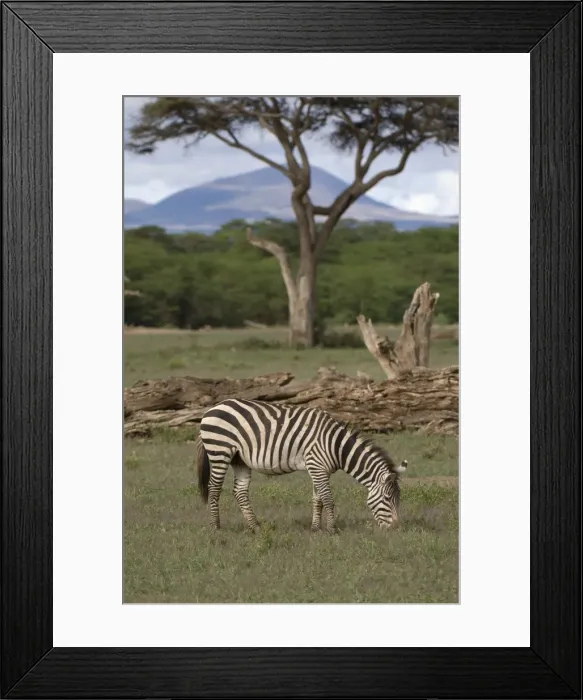 Framed Print : Zebra, Amboseli National Park, Kenya, East Africa, Africa Framed Print : Zebra, Amboseli National Park, Kenya, East Africa, Africa