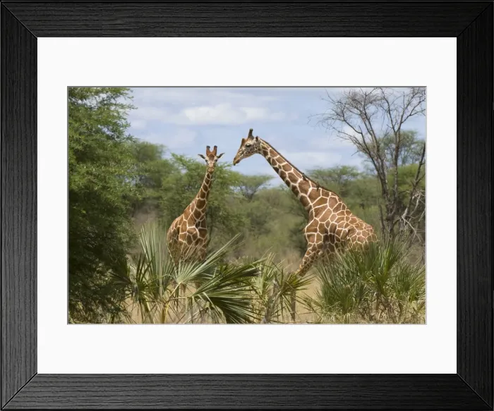 Framed Print : Reticulated giraffe, Meru National Park, Kenya, East Africa, Africa Framed Print : Reticulated giraffe, Meru National Park, Kenya, East Africa, Africa