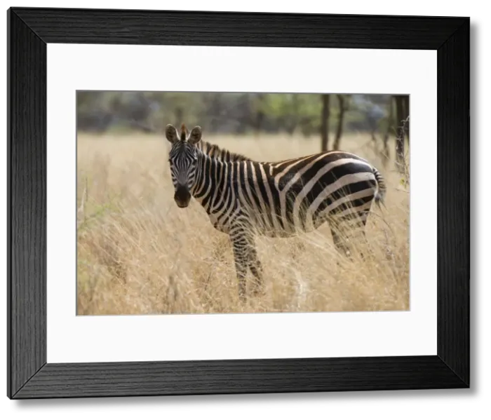 Framed Print : Zebra, Meru National Park, Kenya, East Africa, Africa Framed Print : Zebra, Meru National Park, Kenya, East Africa, Africa