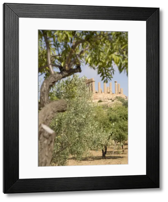 Framed Print : Olive and almond trees and the Temple of Juno, Valley of the Temples, Agrigento Framed Print : Olive and almond trees and the Temple of Juno, Valley of the Temples, Agrigento