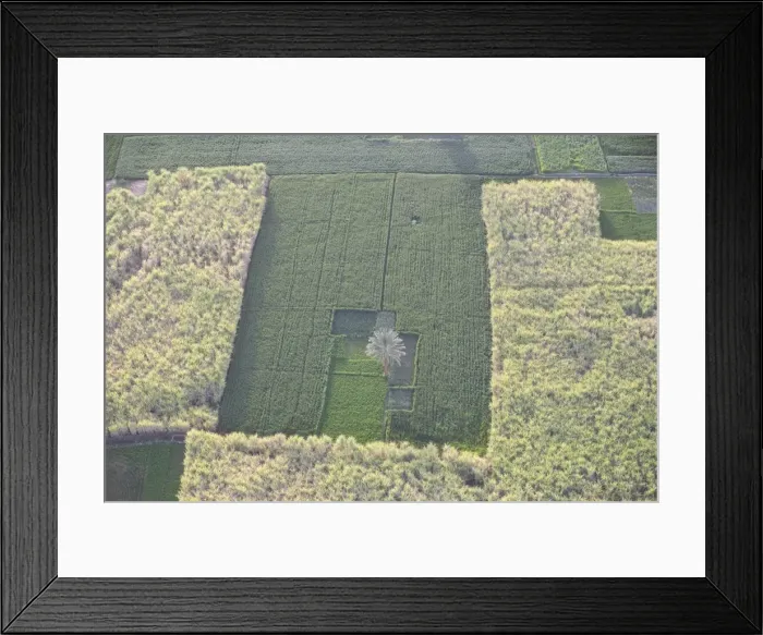 Framed Print : Fields along the Nile, near the town of Luxor, Egypt, North Africa, Africa Framed Print : Fields along the Nile, near the town of Luxor, Egypt, North Africa, Africa