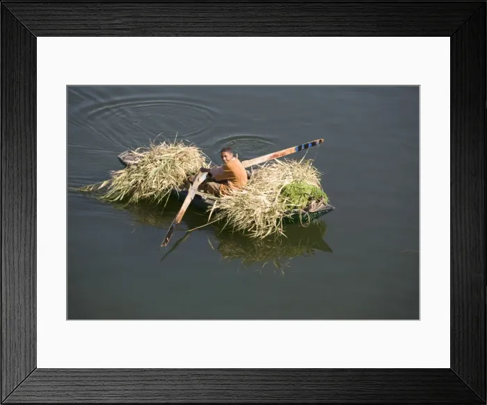 Framed Print : Transporting reeds along the Nile, near Aswan, Egypt, North Africa, Africa Framed Print : Transporting reeds along the Nile, near Aswan, Egypt, North Africa, Africa