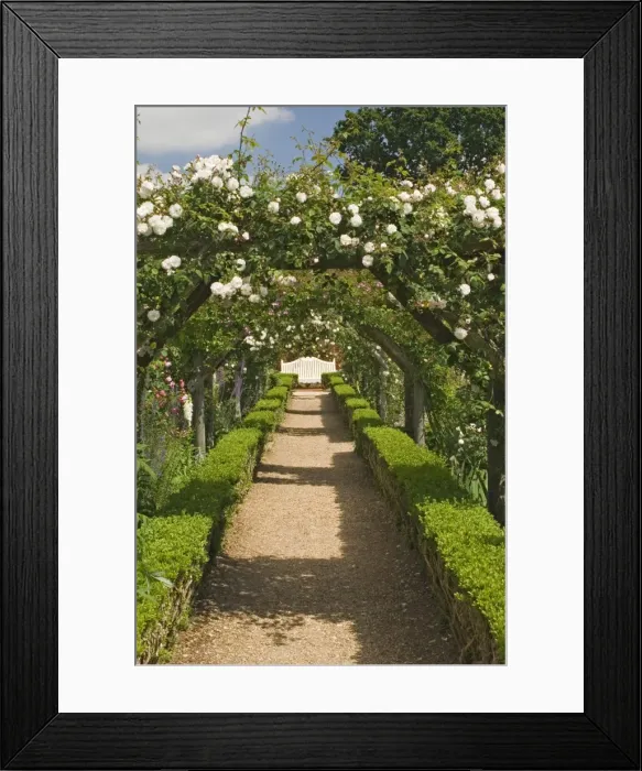 Framed Print : Arches of roses, Mottisfont Abbey Garden, Hampshire, England, United Kingdom, Europe Framed Print : Arches of roses, Mottisfont Abbey Garden, Hampshire, England, United Kingdom, Europe