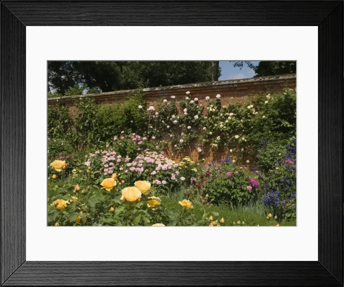 Framed Print : A rose border against a red brick wall, Mottisfont Abbey Garden, Hampshire Framed Print : A rose border against a red brick wall, Mottisfont Abbey Garden, Hampshire