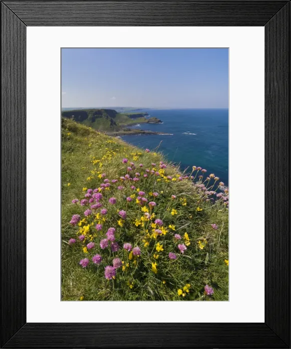 Framed Print : Pink sea thrift on cliff top, North Antrim coast path to the Giants Causeway Framed Print : Pink sea thrift on cliff top, North Antrim coast path to the Giants Causeway