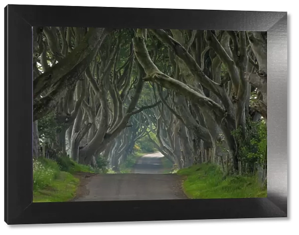 Tree lined road known as the Dark Hedges near Stanocum, County Antrim, Ulster