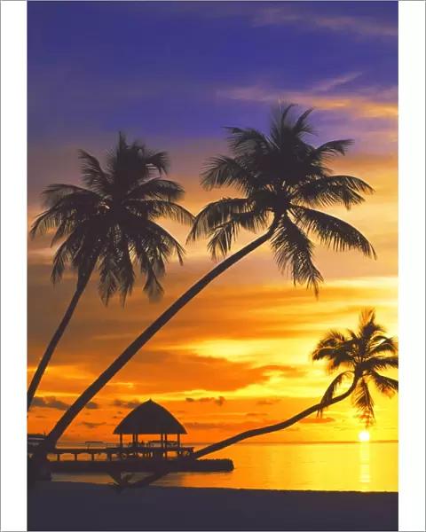 image_43. Palm trees and ocean at sunset, Maldives, Indian Ocean, Asia