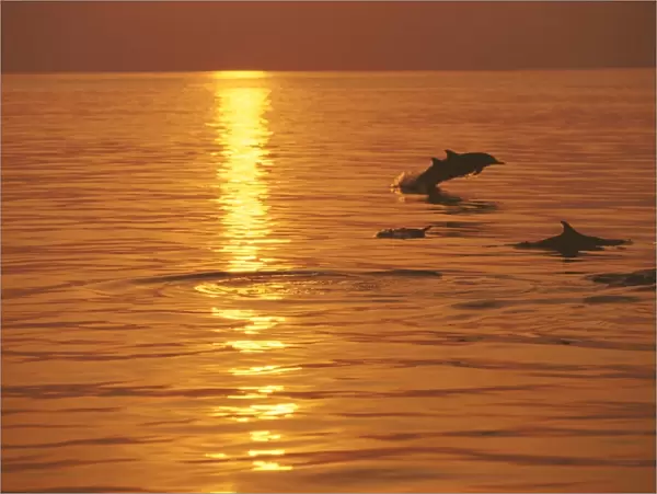 Dolphins swimming at sunset, Maldives, Indian Ocean, Asia
