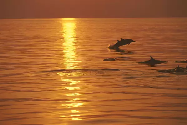 Dolphins swimming at sunset, Maldives, Indian Ocean, Asia