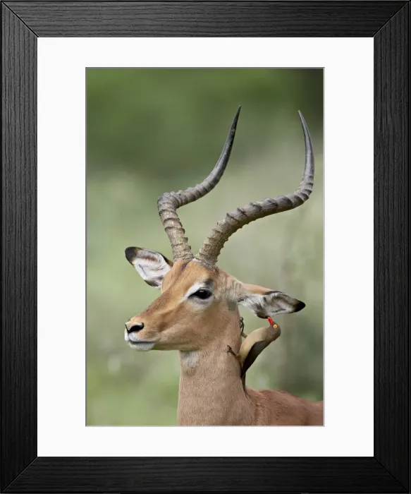 Framed Print : Impala (Aepyceros melampus) with a red-billed oxpecker (Buphagus erythrorhynchus) cleaning its ear Framed Print : Impala (Aepyceros melampus) with a red-billed oxpecker (Buphagus erythrorhynchus) cleaning its ear