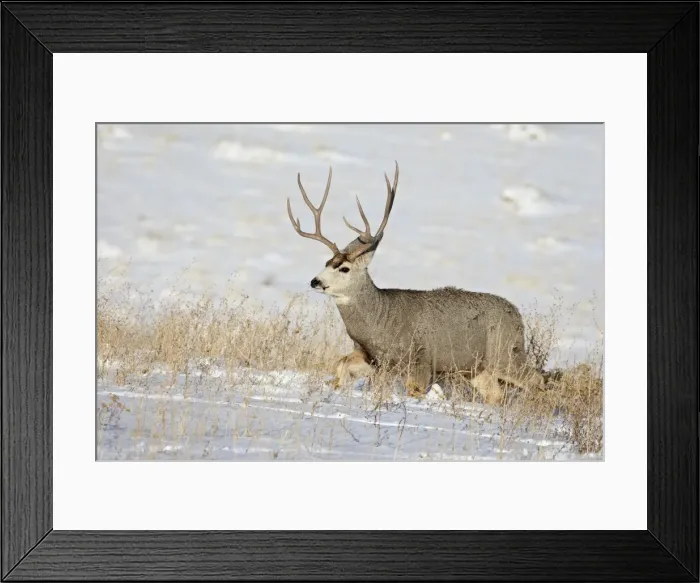 Framed Print : Mule deer (Odocoileus hemionus) buck in snow, Roxborough State Park, Colorado Framed Print : Mule deer (Odocoileus hemionus) buck in snow, Roxborough State Park, Colorado