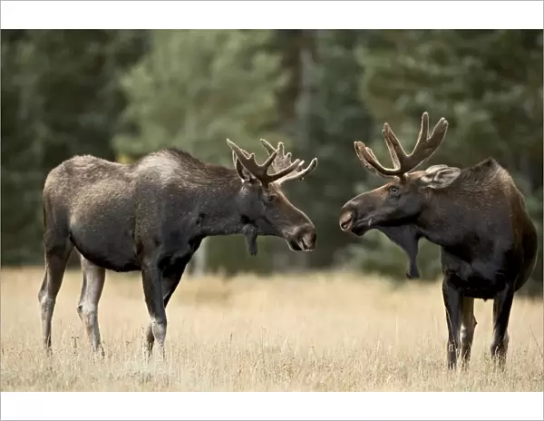 Two bull moose (Alces alces) facing off before play fighting, Roosevelt National Forest