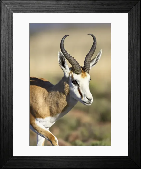 Framed Print : Male springbok (Antidorcas marsupialis), Mountain Zebra National Park, South Africa Framed Print : Male springbok (Antidorcas marsupialis), Mountain Zebra National Park, South Africa