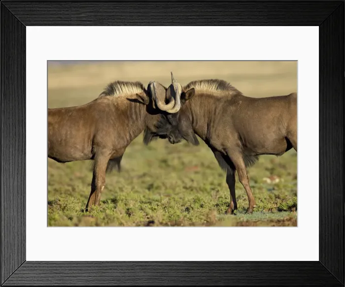 Framed Print : Two black wildebeest (white-tailed gnu) (Connochaetes gnou) fighting, Mountain Zebra National Park Framed Print : Two black wildebeest (white-tailed gnu) (Connochaetes gnou) fighting, Mountain Zebra National Park