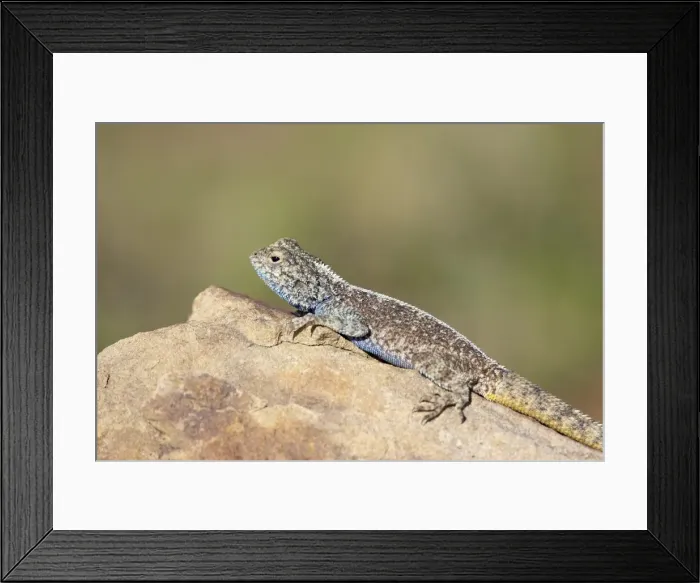 Framed Print : Southern rock agama (Agama atra atra), Mountain Zebra National Park, South Africa, Africa Framed Print : Southern rock agama (Agama atra atra), Mountain Zebra National Park, South Africa, Africa