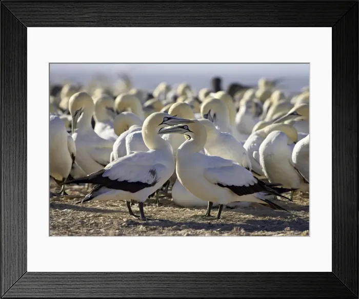 Framed Print : Cape gannet (Morus capensis) pair, Lamberts Bay, South Africa, Africa Framed Print : Cape gannet (Morus capensis) pair, Lamberts Bay, South Africa, Africa
