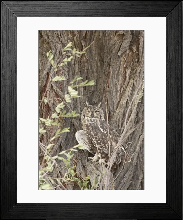 Framed Print : Spotted eagle owl (Bubo africanus), Kgalagadi Transfrontier Park, encompassing the former Kalahari Gemsbok National Park, South Framed Print : Spotted eagle owl (Bubo africanus), Kgalagadi Transfrontier Park, encompassing the former Kalahari Gemsbok National Park, South