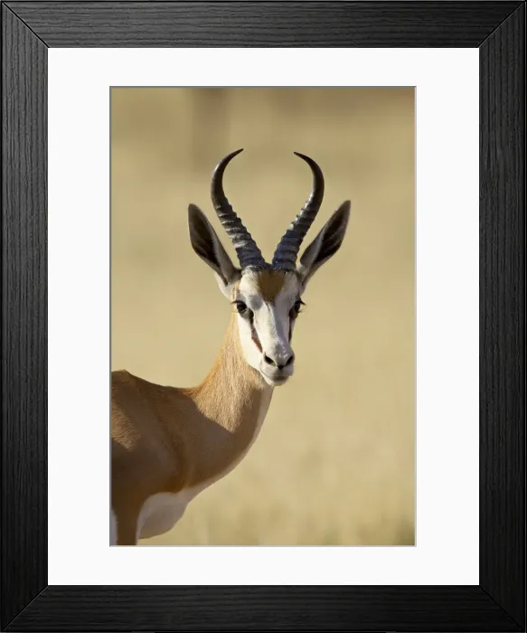 Framed Print : Male springbok (Antidorcas marsupialis), Kgalagadi Transfrontier Park, encompassing the former Kalahari Gemsbok National Park, South Framed Print : Male springbok (Antidorcas marsupialis), Kgalagadi Transfrontier Park, encompassing the former Kalahari Gemsbok National Park, South