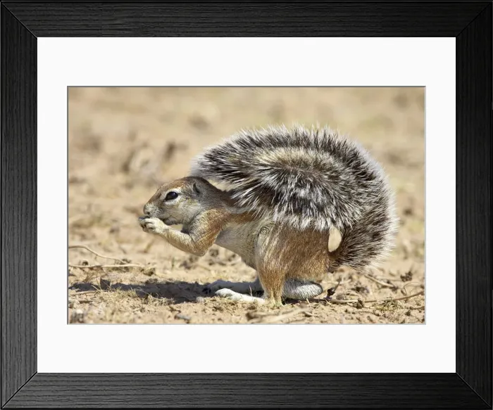 Framed Print : Male Cape ground squirrel (Xerus inauris), Kgalagadi Transfrontier Park Framed Print : Male Cape ground squirrel (Xerus inauris), Kgalagadi Transfrontier Park