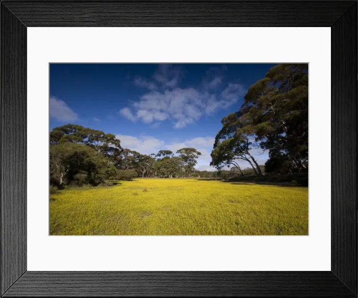 Framed Print : Flowers in meadow, Flinders Chase National Park, Kangaroo Island, South Australia Framed Print : Flowers in meadow, Flinders Chase National Park, Kangaroo Island, South Australia