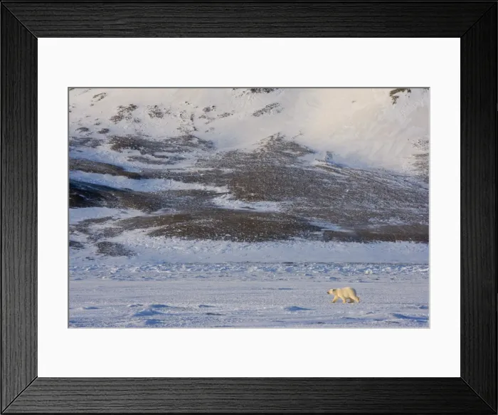 Framed Print : Polar bear walking on the ice, Billefjord, Svalbard, Spitzbergen, Arctic Framed Print : Polar bear walking on the ice, Billefjord, Svalbard, Spitzbergen, Arctic