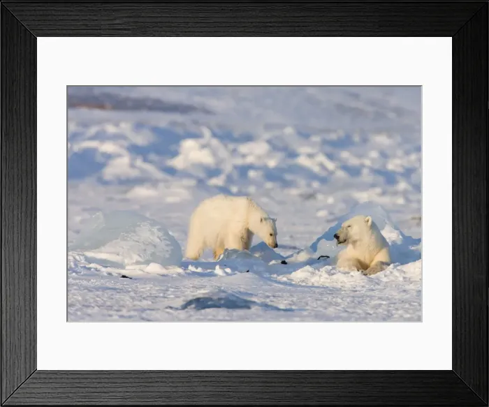 Framed Print : Polar bear with a cub near a ringed seal kill, Svalbard, Spitzbergen, Arctic Framed Print : Polar bear with a cub near a ringed seal kill, Svalbard, Spitzbergen, Arctic