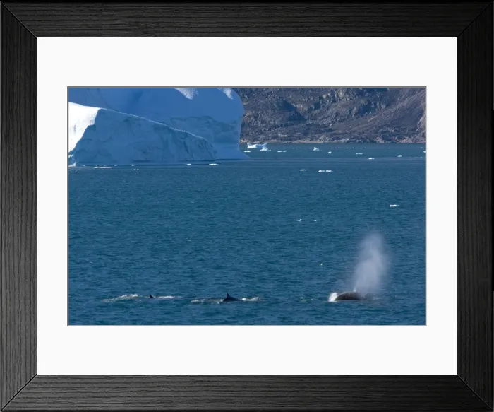Framed Print : Minke whales (Balaenoptera acutorostrata), Ummannaq, Greenland, Polar Regions Framed Print : Minke whales (Balaenoptera acutorostrata), Ummannaq, Greenland, Polar Regions