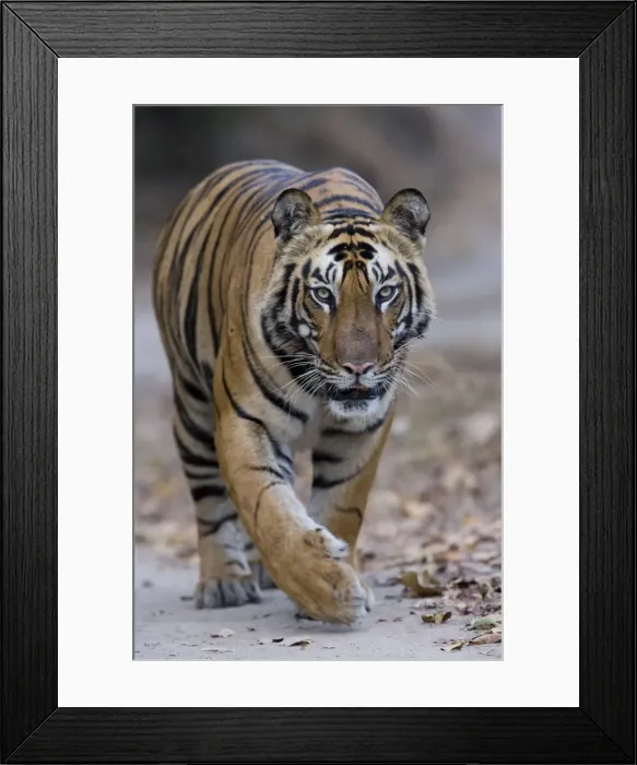 Framed Print : Indian tiger (Panthera tigris), Bandhavgarh Tiger Reserve, Madhya Pradesh state Framed Print : Indian tiger (Panthera tigris), Bandhavgarh Tiger Reserve, Madhya Pradesh state