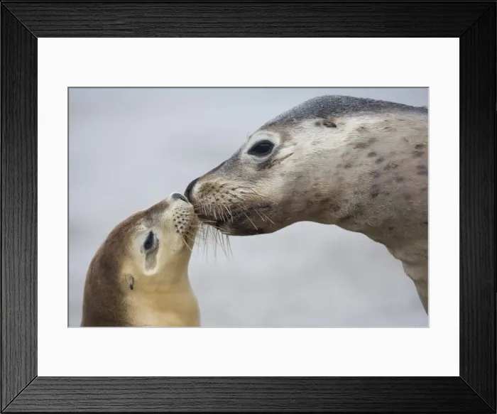 Framed Print : Australian sea lion (Neophoca cinerea), Seal Bay, Kangaroo Island, South Australia Framed Print : Australian sea lion (Neophoca cinerea), Seal Bay, Kangaroo Island, South Australia