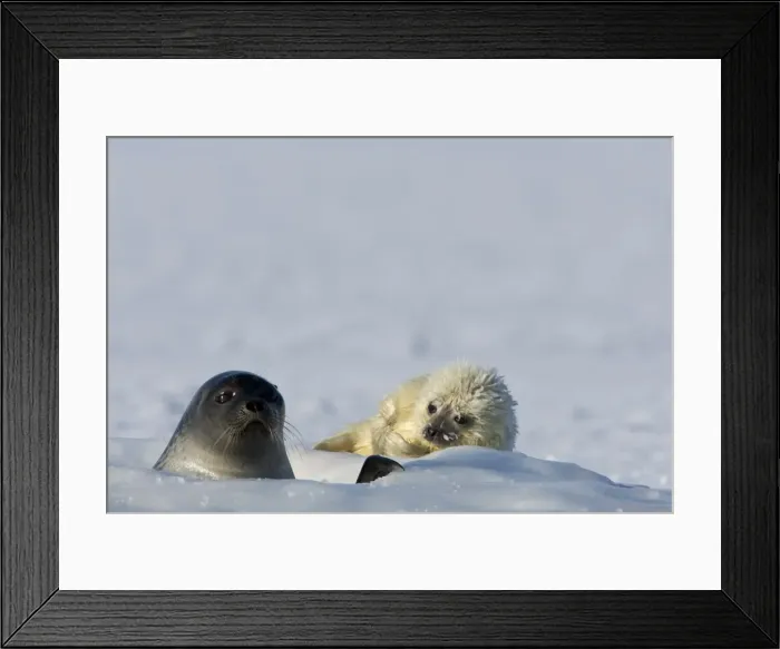 Framed Print : Ringed seal (Phoca hispida) with pup, Billefjord, Svalbard, Spitzbergen Framed Print : Ringed seal (Phoca hispida) with pup, Billefjord, Svalbard, Spitzbergen