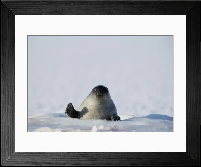 Framed Print : Ringed seal (Phoca hispida), Billefjord, Svalbard, Spitzbergen, Arctic Framed Print : Ringed seal (Phoca hispida), Billefjord, Svalbard, Spitzbergen, Arctic