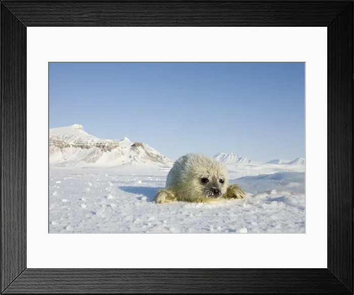 Framed Print : Ringed seal (Phoca hispida) pup, Billefjord, Svalbard, Spitzbergen, Arctic Framed Print : Ringed seal (Phoca hispida) pup, Billefjord, Svalbard, Spitzbergen, Arctic