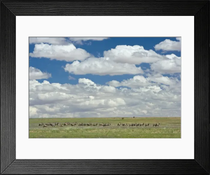 Framed Print : Herd of gemsbok (Oryx gazella), Namib Rand Nature Reserve, Namibia, Africa Framed Print : Herd of gemsbok (Oryx gazella), Namib Rand Nature Reserve, Namibia, Africa
