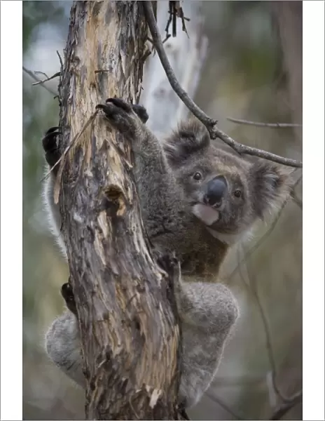 Koala (Phascolarctos cinereus), Kangaroo Island, South Australia, Australia, Pacific