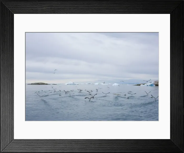 Framed Print : Gulls flying over the bay, Disco Bay, Illussiat, Greenland, Polar Regions Framed Print : Gulls flying over the bay, Disco Bay, Illussiat, Greenland, Polar Regions