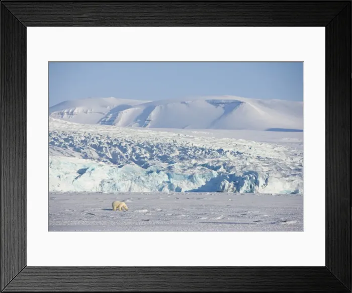 Framed Print : Polar bear in front of the glacier, Billefjord, Svalbard, Spitzbergen, Arctic Framed Print : Polar bear in front of the glacier, Billefjord, Svalbard, Spitzbergen, Arctic