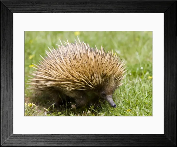 Framed Print : Echidna (Tachyglossus aculeatu), Kangaroo Island, South Australia, Australia, Pacific Framed Print : Echidna (Tachyglossus aculeatu), Kangaroo Island, South Australia, Australia, Pacific
