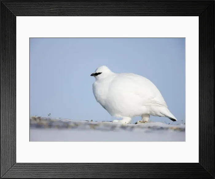 Framed Print : Rock ptarmigan (Lagopus muta hyperborea), Billefjord, Svalbard, Spitzbergen Framed Print : Rock ptarmigan (Lagopus muta hyperborea), Billefjord, Svalbard, Spitzbergen