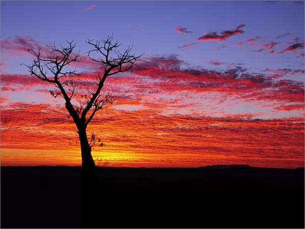 Boab tree at sunrise, Kimberley, Western Australia, Australia, Pacific