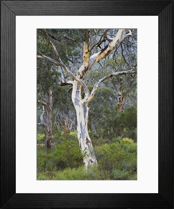 Framed Print : Snow gum, Western Australia, Australia, Pacific Framed Print : Snow gum, Western Australia, Australia, Pacific