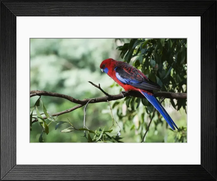 Framed Print : Crimson rosella, Dandenong Ranges, Victoria, Australia, Pacific Framed Print : Crimson rosella, Dandenong Ranges, Victoria, Australia, Pacific