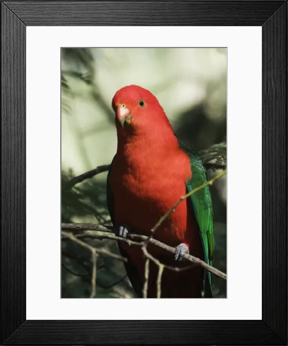Framed Print : Australian king parrot, Dandenong Ranges, Victoria, Australia, Pacific Framed Print : Australian king parrot, Dandenong Ranges, Victoria, Australia, Pacific