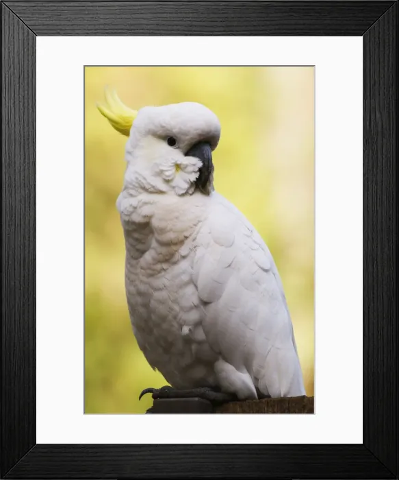Framed Print : Sulphur-crested cockatoo, Dandenong Ranges, Victoria, Australia, Pacific Framed Print : Sulphur-crested cockatoo, Dandenong Ranges, Victoria, Australia, Pacific