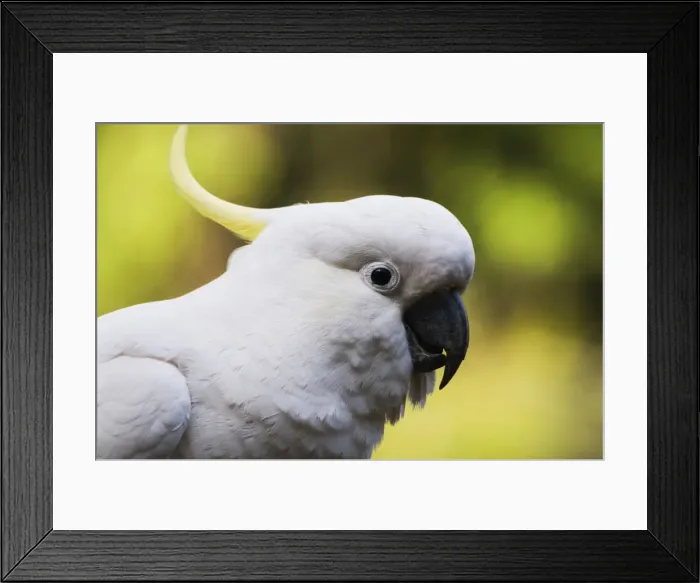 Framed Print : Sulphur-crested cockatoo, Dandenong Ranges, Victoria, Australia, Pacific Framed Print : Sulphur-crested cockatoo, Dandenong Ranges, Victoria, Australia, Pacific