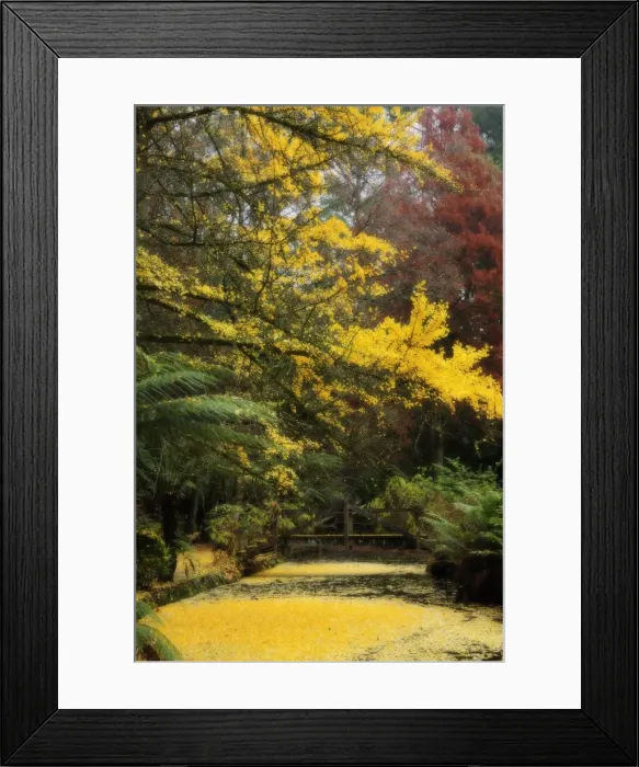 Framed Print : Gingko tree dropping autumn leaves, Alfred Nicholas Gardens, Dandenong Ranges Framed Print : Gingko tree dropping autumn leaves, Alfred Nicholas Gardens, Dandenong Ranges
