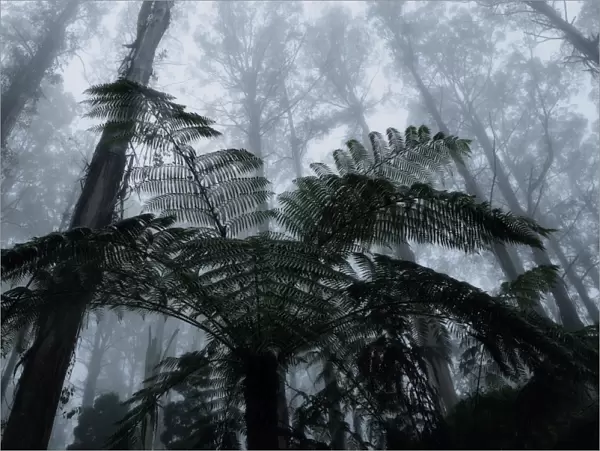 Mountain ash trees, the tallest flowering plants in the world, and tree ferns in fog