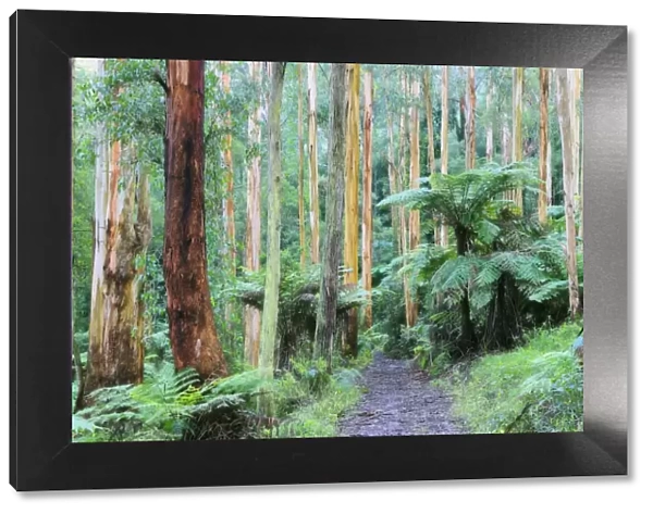 Path through forest, Dandenong Ranges, Victoria, Australia, Pacific