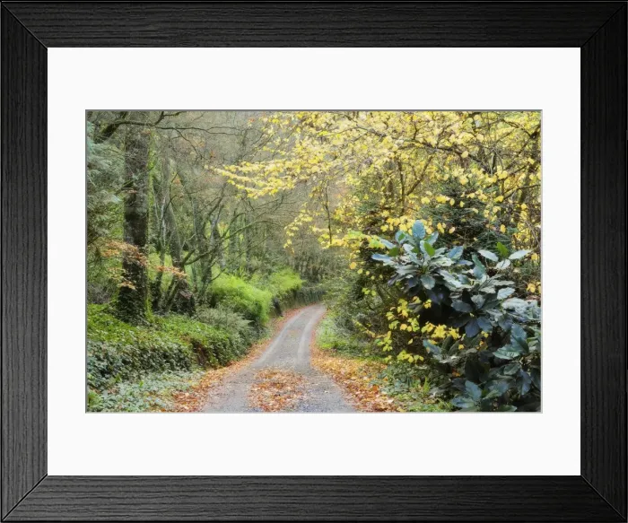 Framed Print : Gravel road in autumn, Dandenong Ranges, Victoria, Australia, Pacific Framed Print : Gravel road in autumn, Dandenong Ranges, Victoria, Australia, Pacific