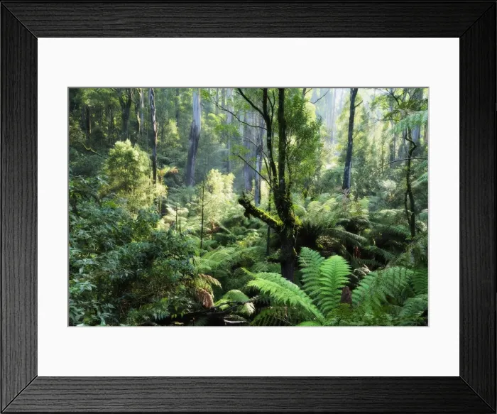 Framed Print : Rainforest, Dandenong Ranges, Victoria, Australia, Pacific Framed Print : Rainforest, Dandenong Ranges, Victoria, Australia, Pacific